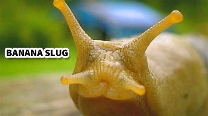 Which team is the banana slugs?