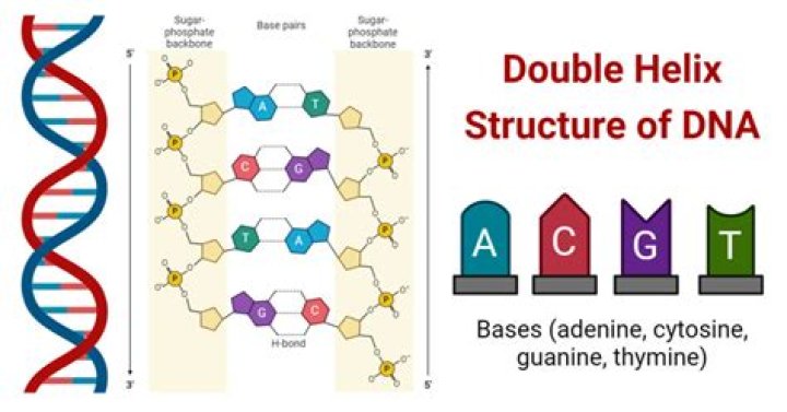Who made the first model of double helix?