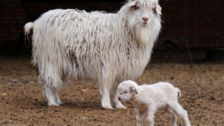 Who was the first cloned pashmina goat in the world?