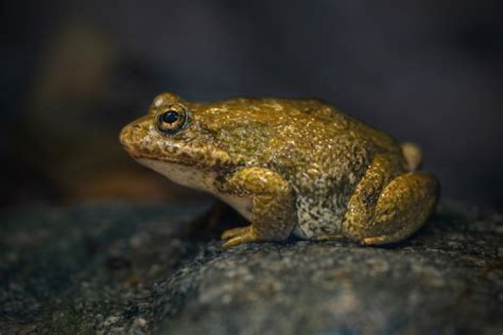 Why are mountain yellow-legged frog important?