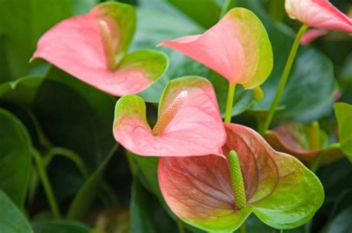 Why are my anthuriums green?