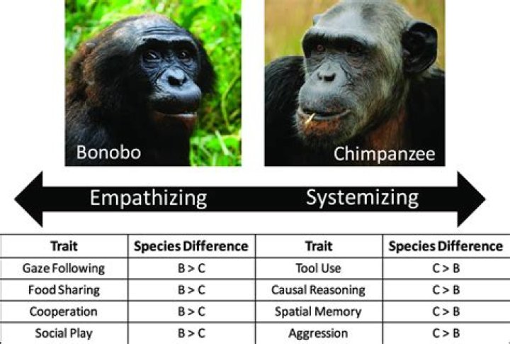 Why did chimps and bonobos split?