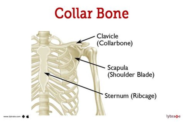Why do I have no collarbones?