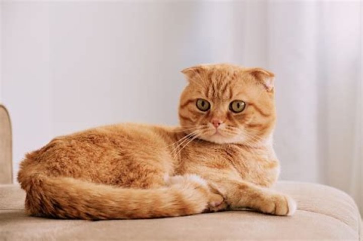 Why do Scottish Fold cats have small ears?