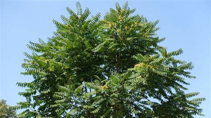 Why do they call it the tree of heaven?