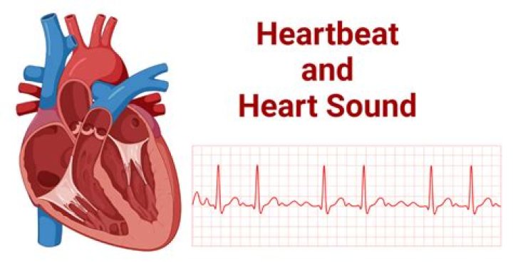 Why Does My heart Beat sound loud?