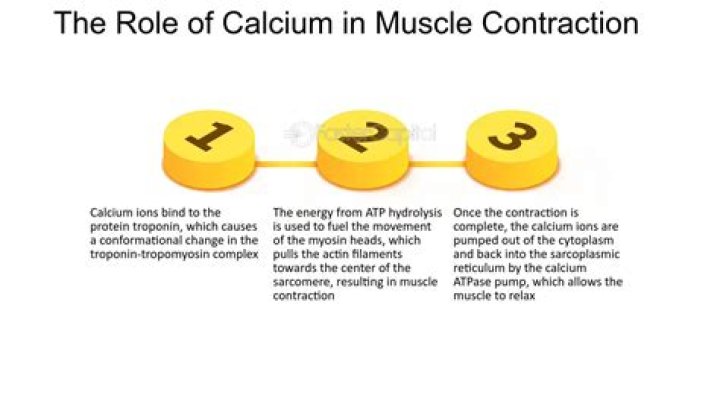 Why is calcium not needed for contraction of Glycerinated muscle?