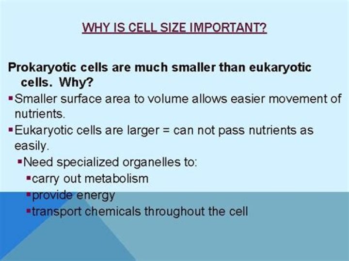 Why is cell size important?