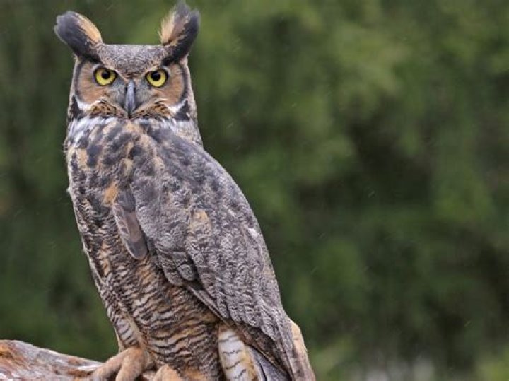 Why is FAU called the Owls?