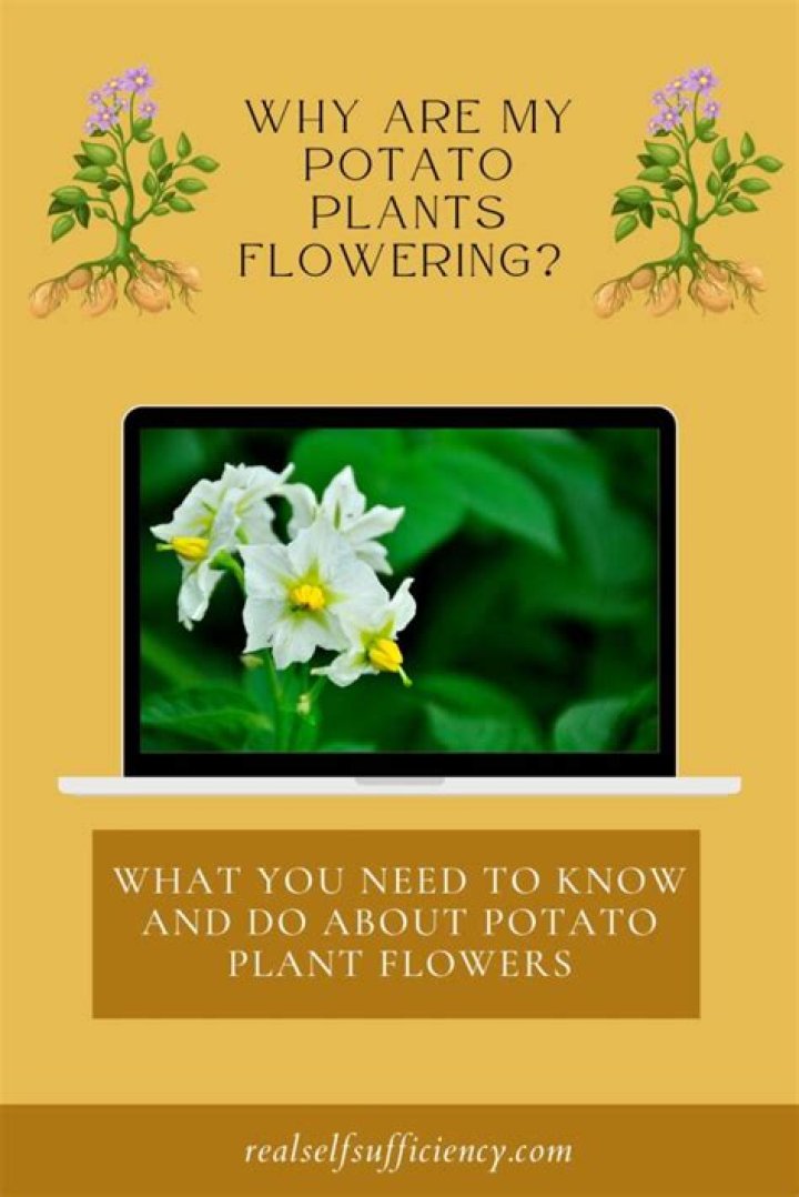 Why is my potato bush not blooming?