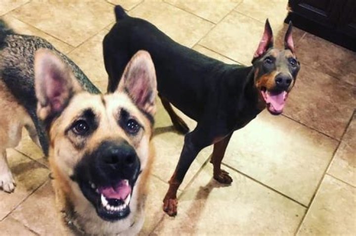 Will a German shepherd get along with a Doberman?