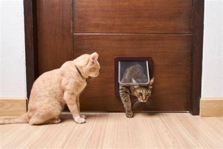 Will a raccoon go through a cat door?